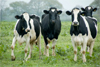 Mangaluru: Dairy farmer’s 7 cows die suspiciously within 10 days